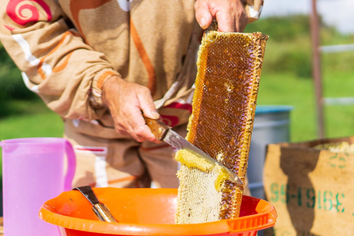 Снимаем пробу меда - Дмитрий Ряховский
