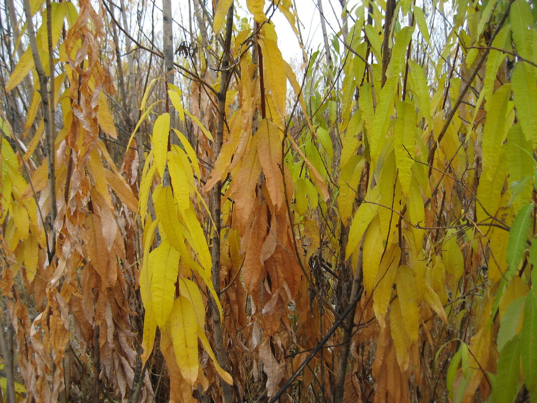 Осень - Anna Ivanova