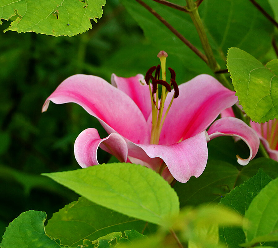 *** - Светлана 