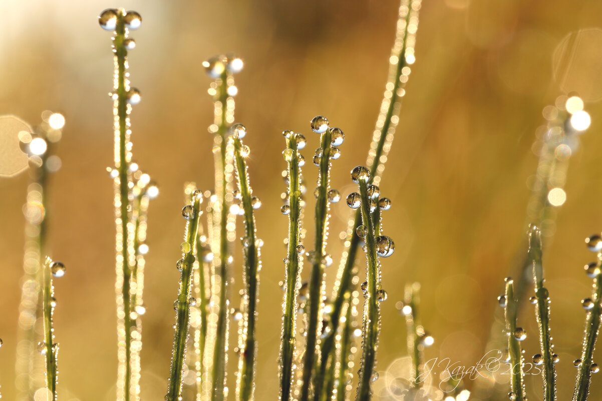*** - Елена Kазак (selena1965)
