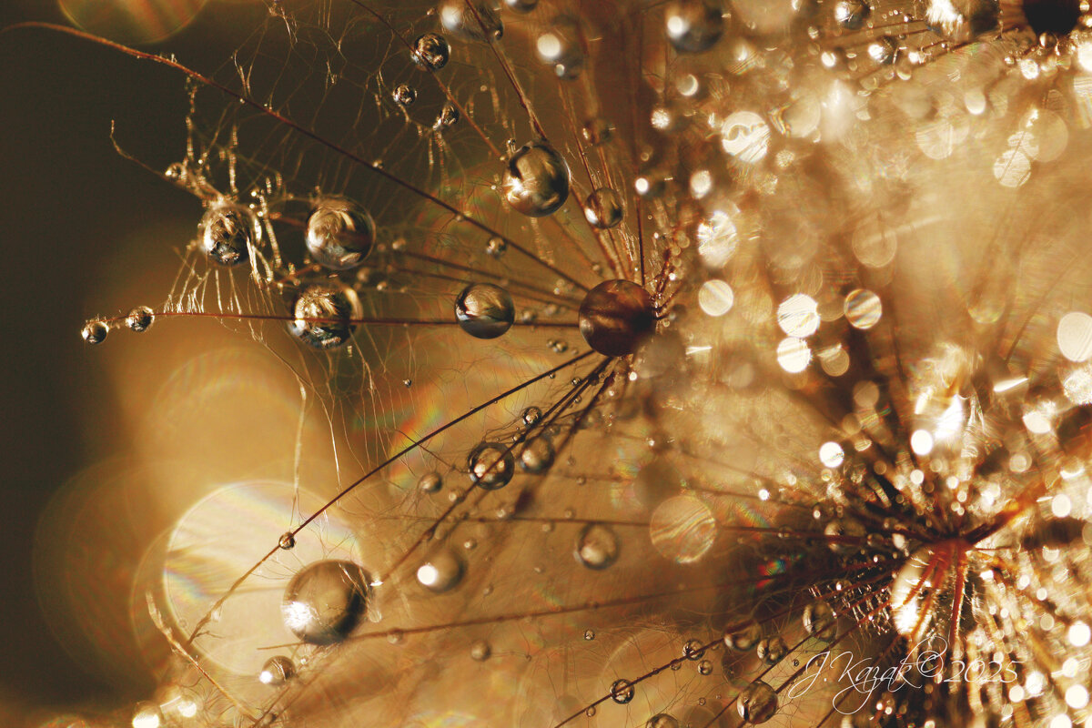 *** - Елена Kазак (selena1965)