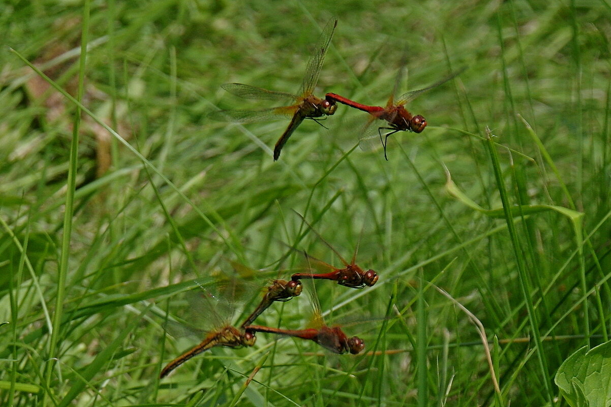 Синхронисты - Сергей Швечков
