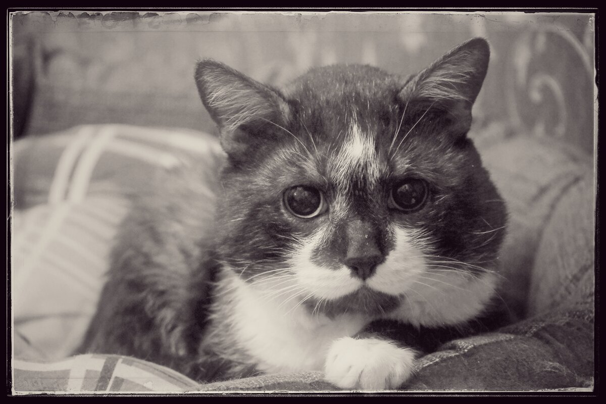 ... пушистый любимец ... - Руслан 