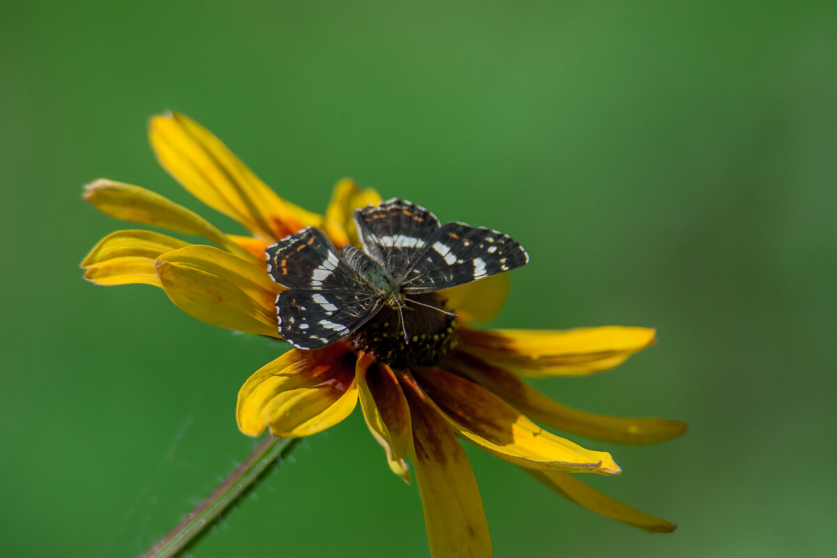 Пестрокрыльница изменчивая/ - Sergey (Apg)