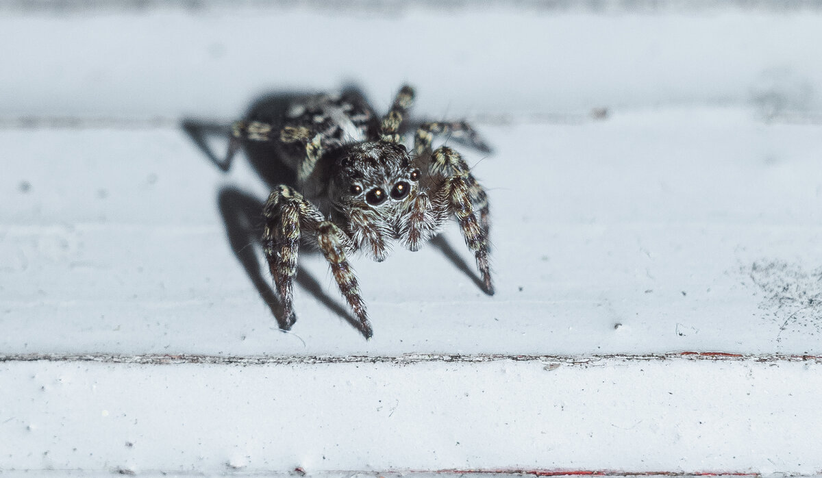 Jumping Spider | 4 - Sergey Sonvar