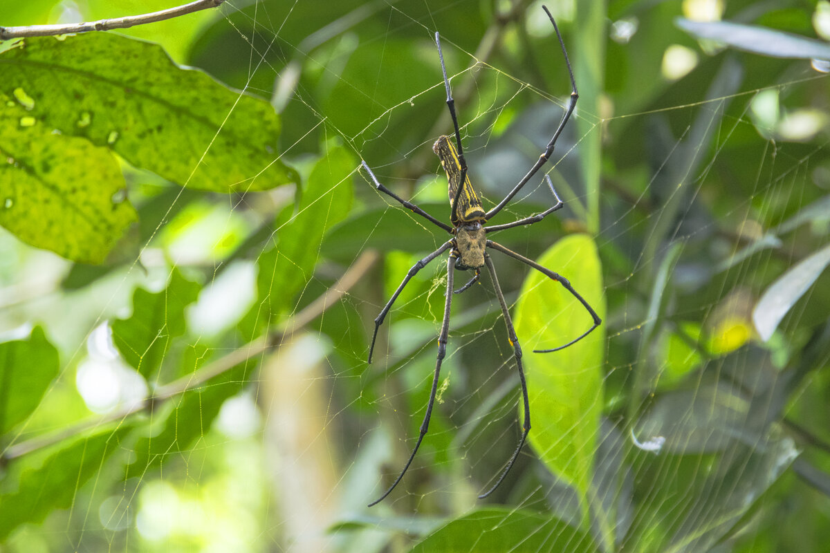 Арахнидик (паучок) - Сергей Фомичев