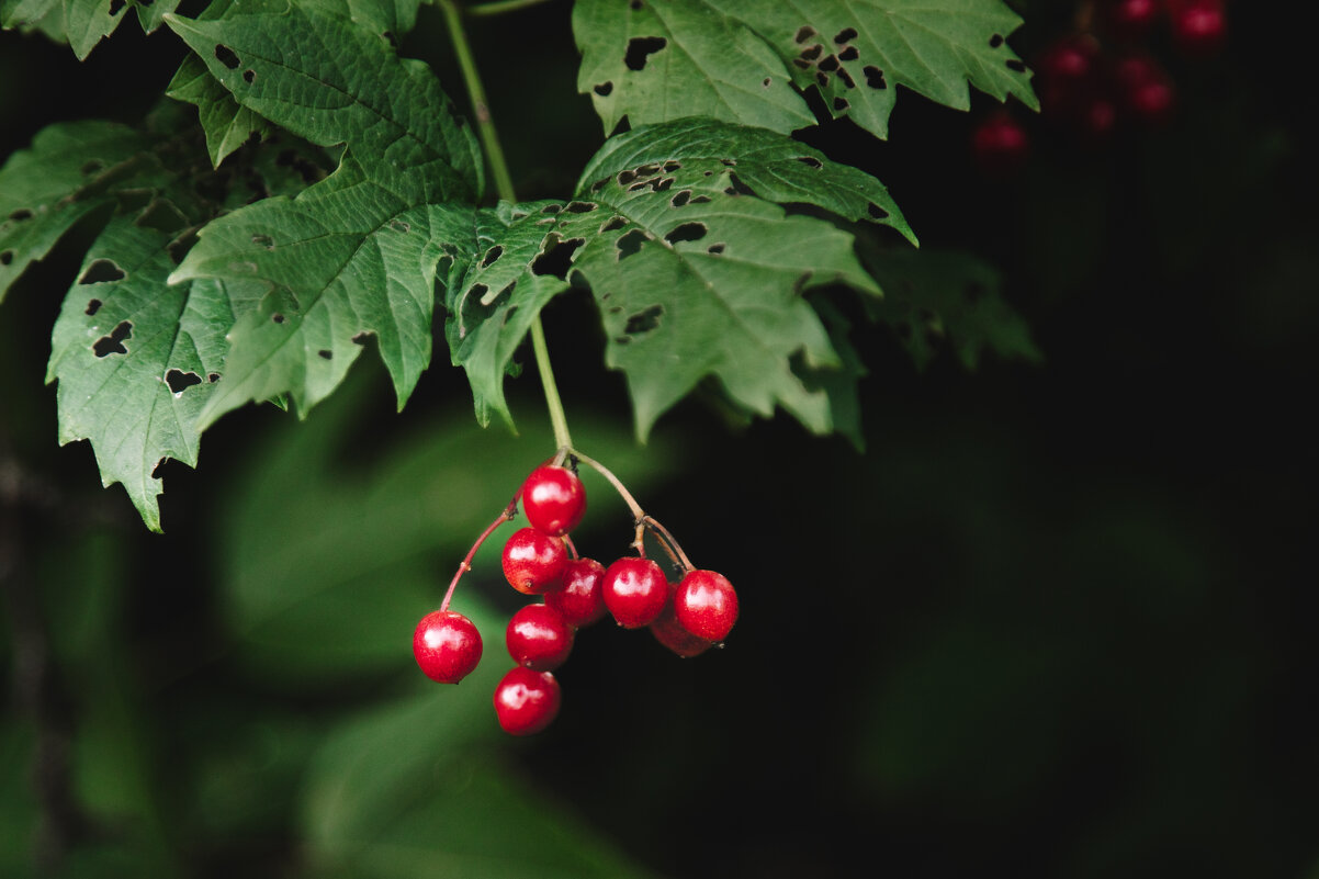 Краснота - Aleksey Zaikin