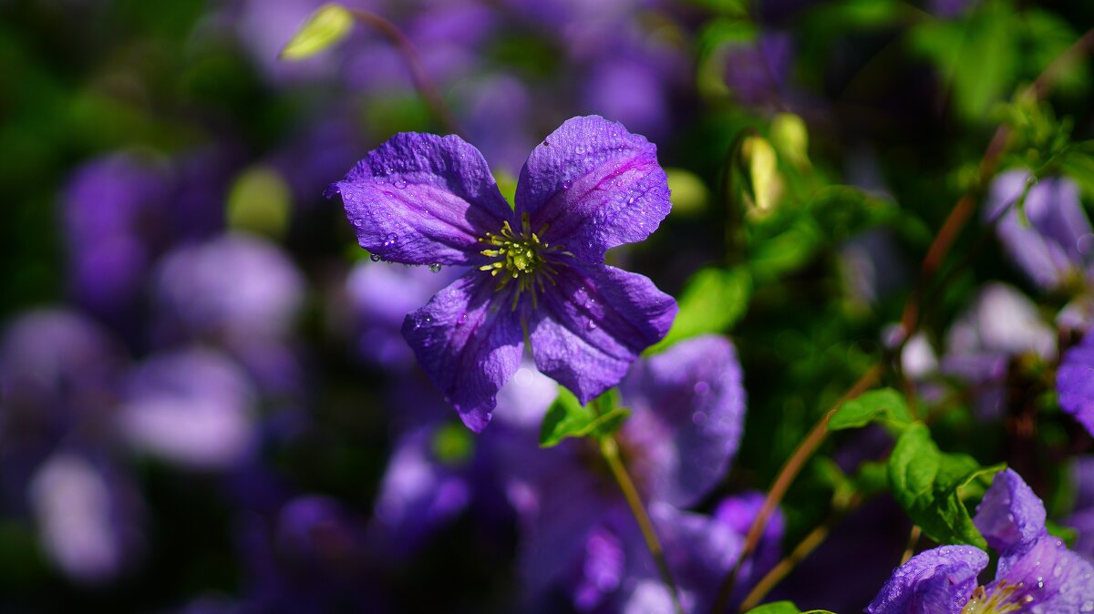 В сиреневой дымке - Наталья Лакомова