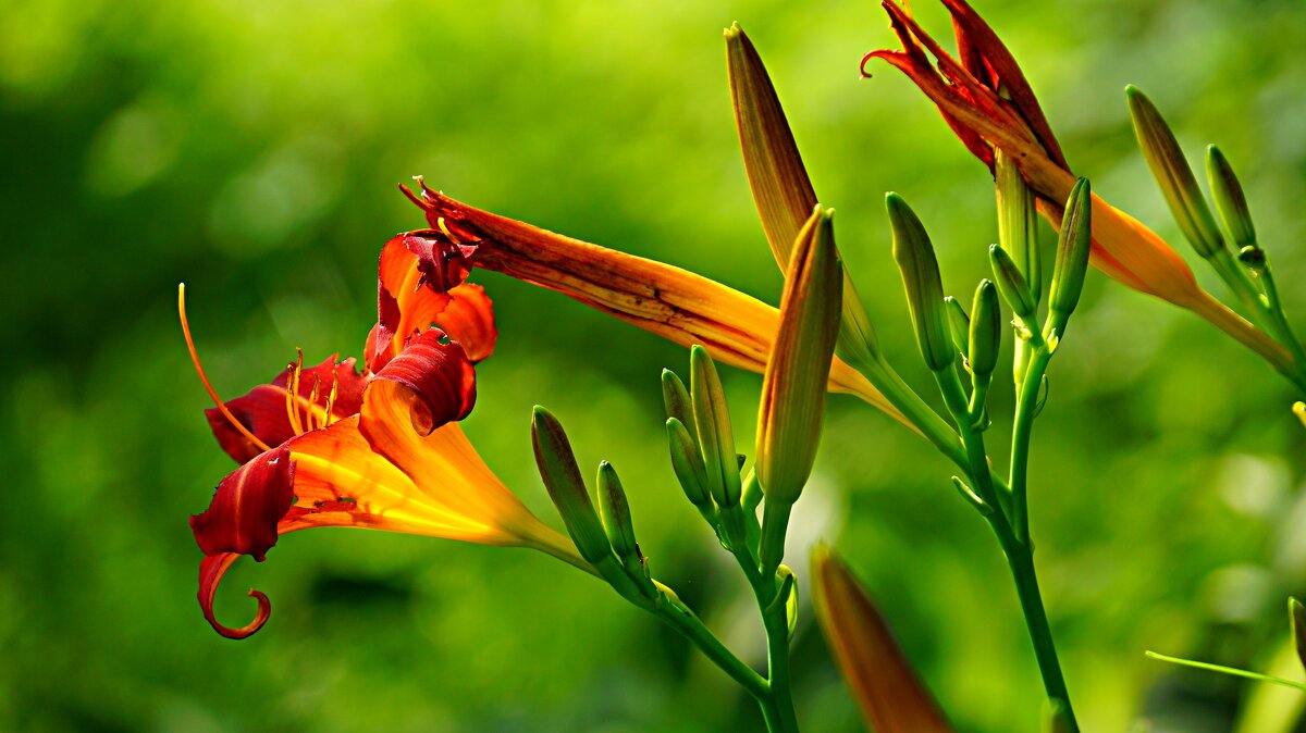 Лилейник - Наталья Лакомова