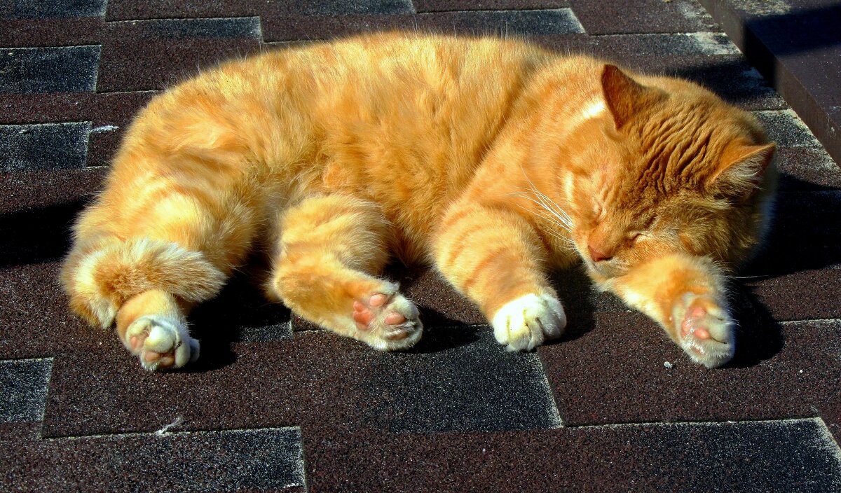 Дневной сон КАФЕйной кошки - Сергей Карачин