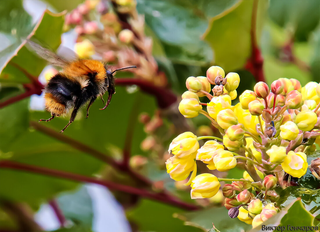 гость цветка - Laryan1 