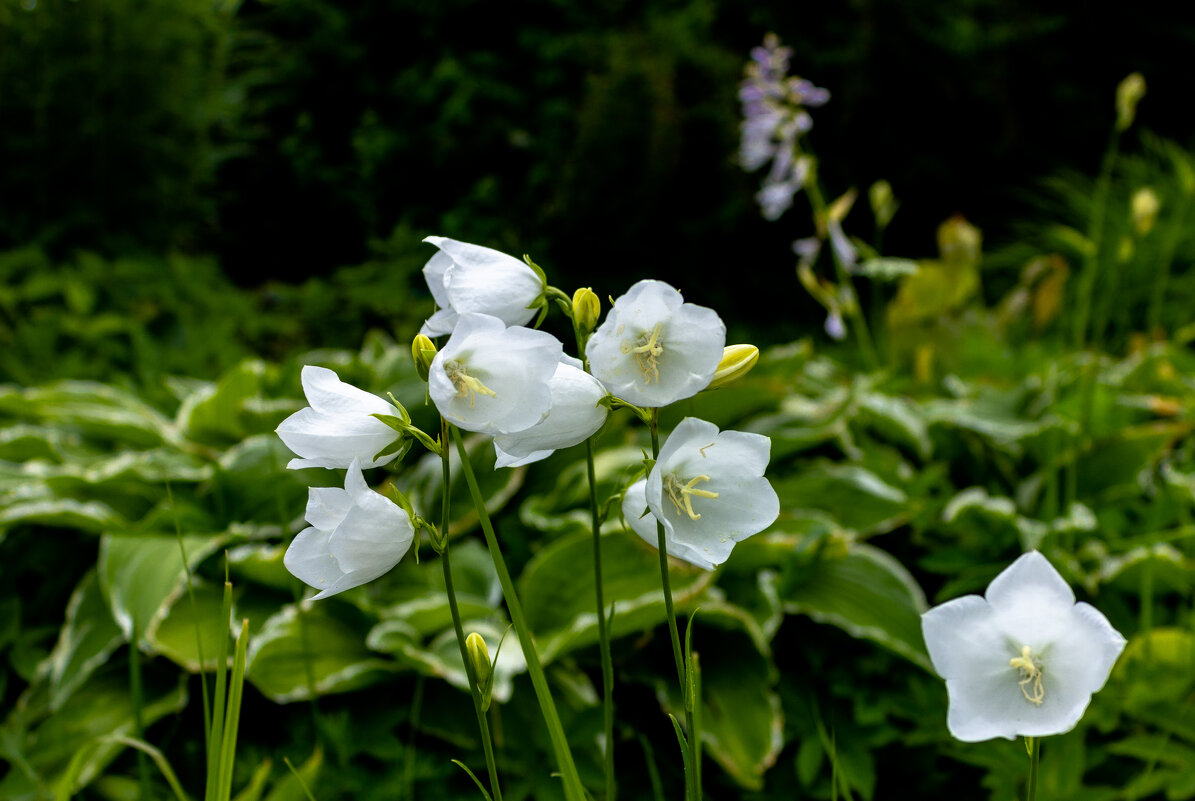 *** - ирина )))