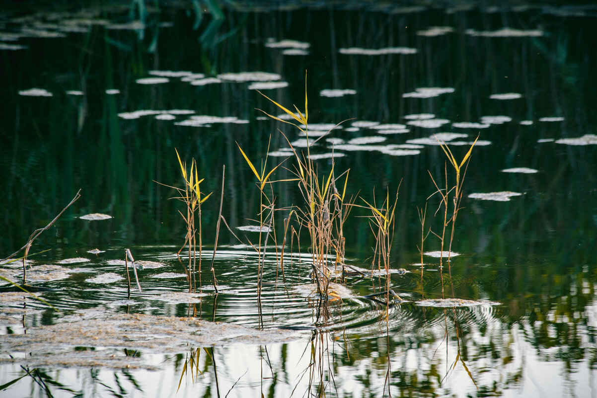 Утро. - Вячеслав Владимирович Утро. - Вячеслав Владимирович