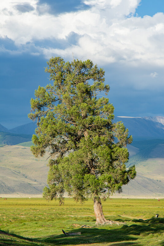 *** - Николай Чекалин