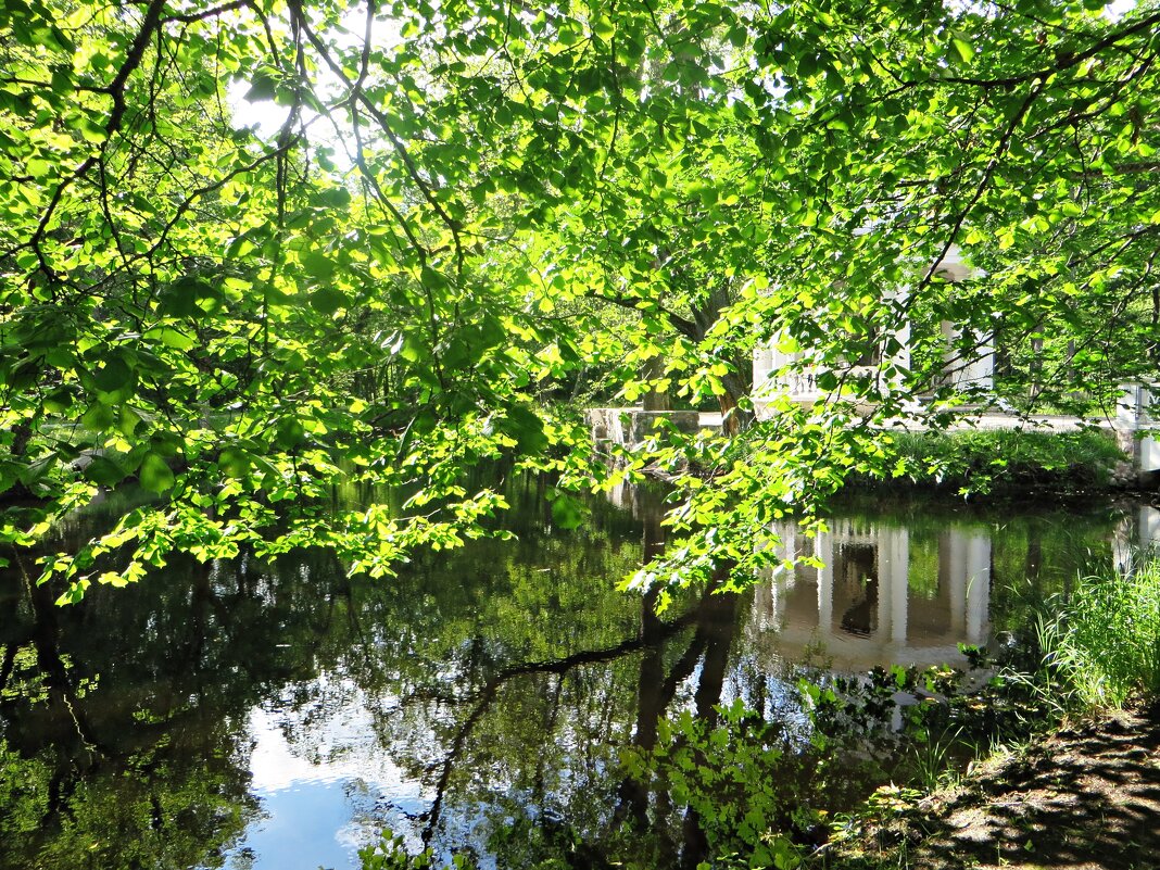 парк - марта Камушкина