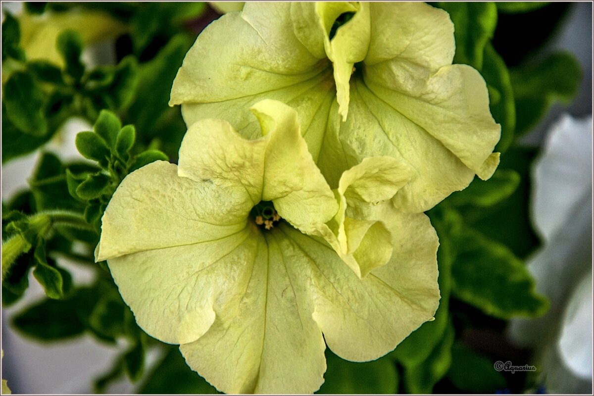 Цветочное лето - Aquarius - Сергей