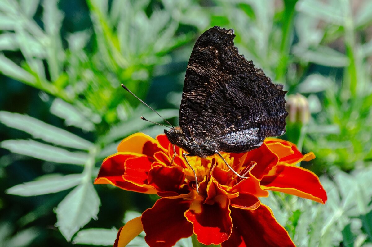 *** - Виктор Иванович Чернюк *** - Виктор Иванович Чернюк