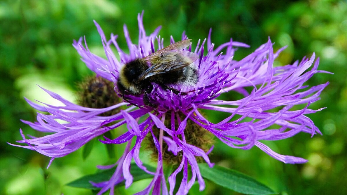 Трудяга - шмель за работой. - Милешкин Владимир Алексеевич Трудяга - шмель за работой. - Милешкин Владимир Алексеевич