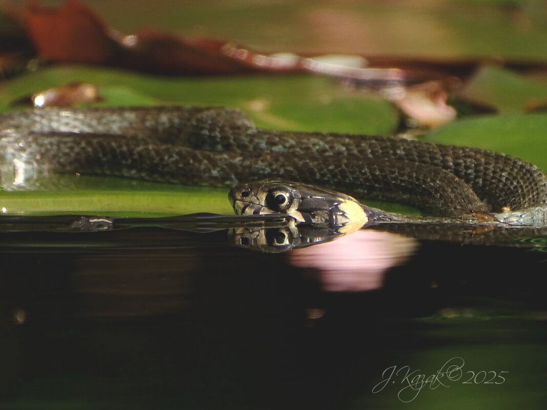 *** - Елена Kазак (selena1965)