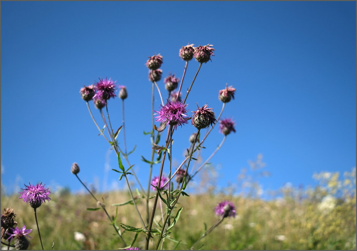 . - Алексей Хвастунов