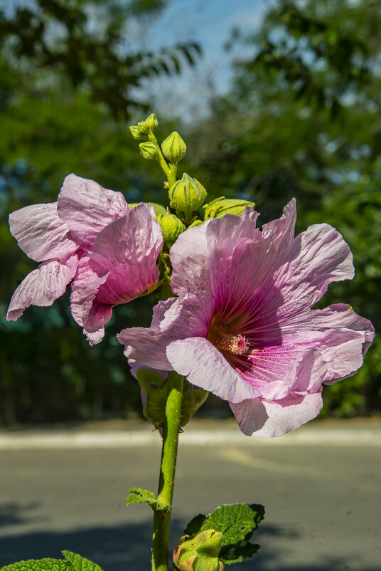 Мальва - Анатолий Чикчирный