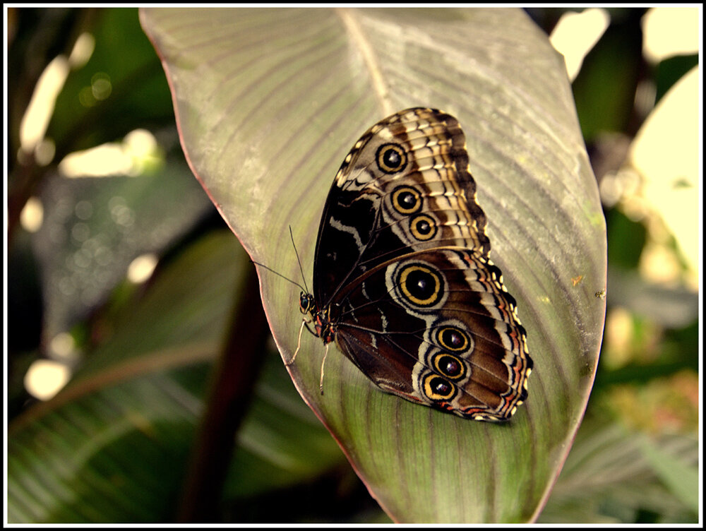 Как прекрасен этот мир.. - Aleksandr Gal