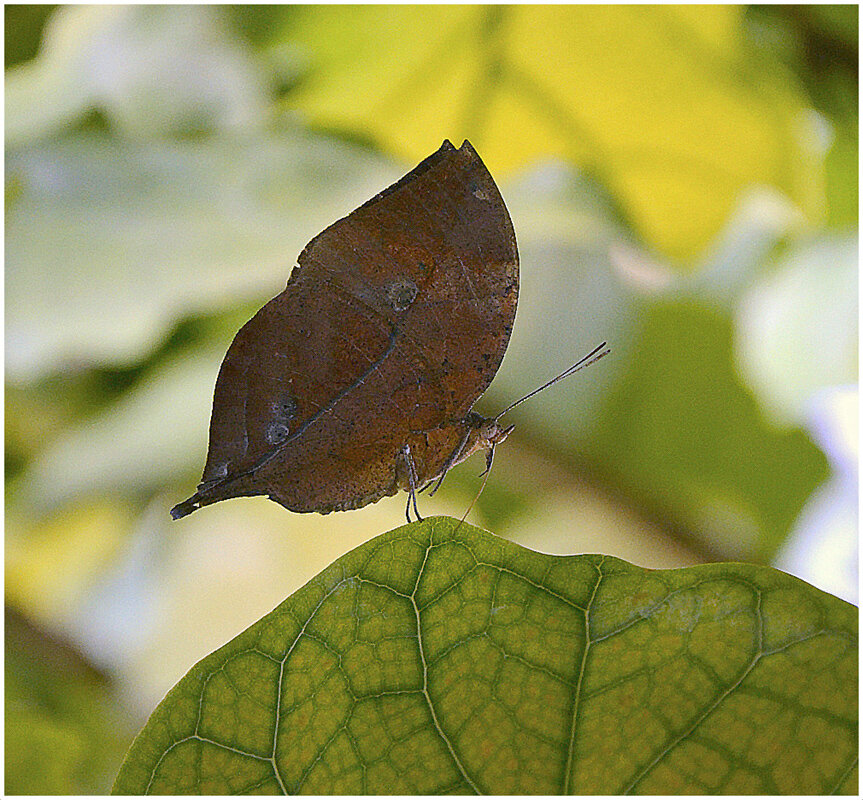 Листик - Aleksandr Gal