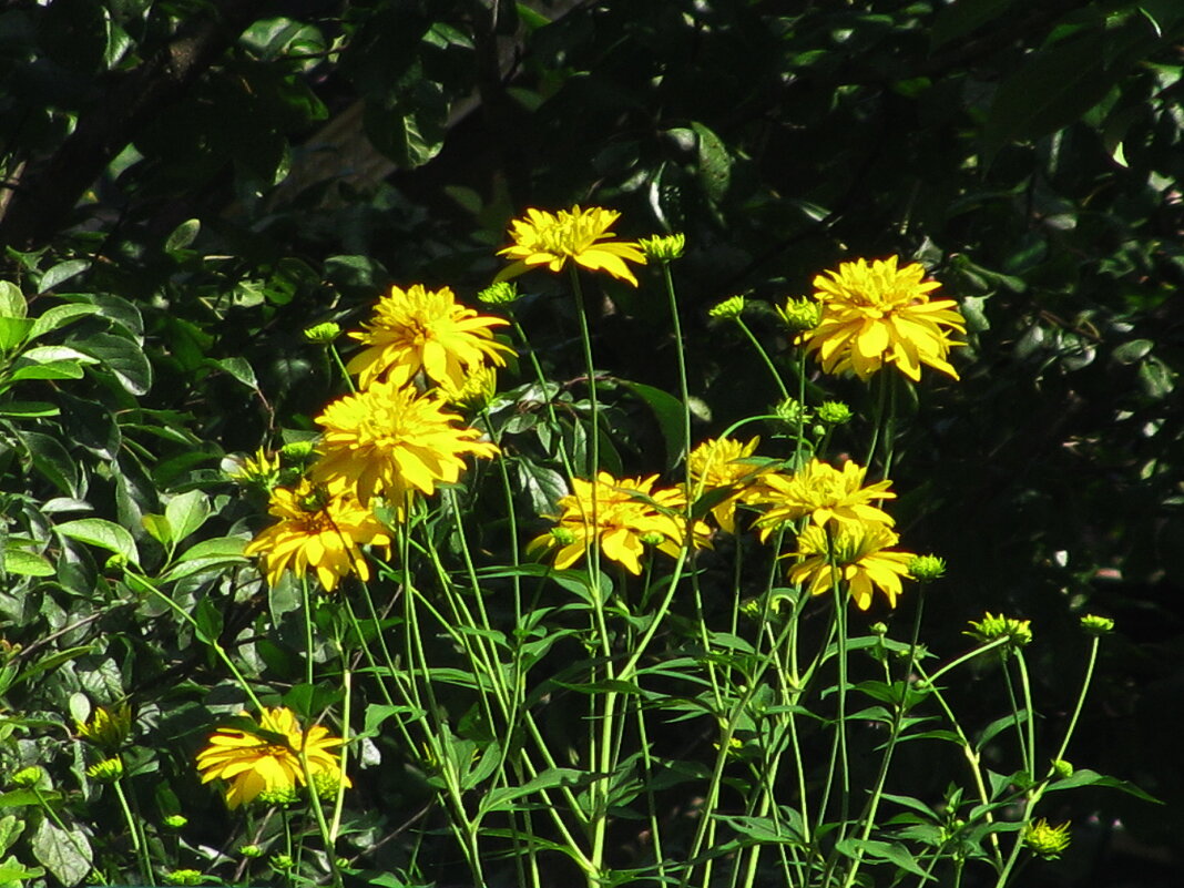 Золотые шары - Людмила Смородинская