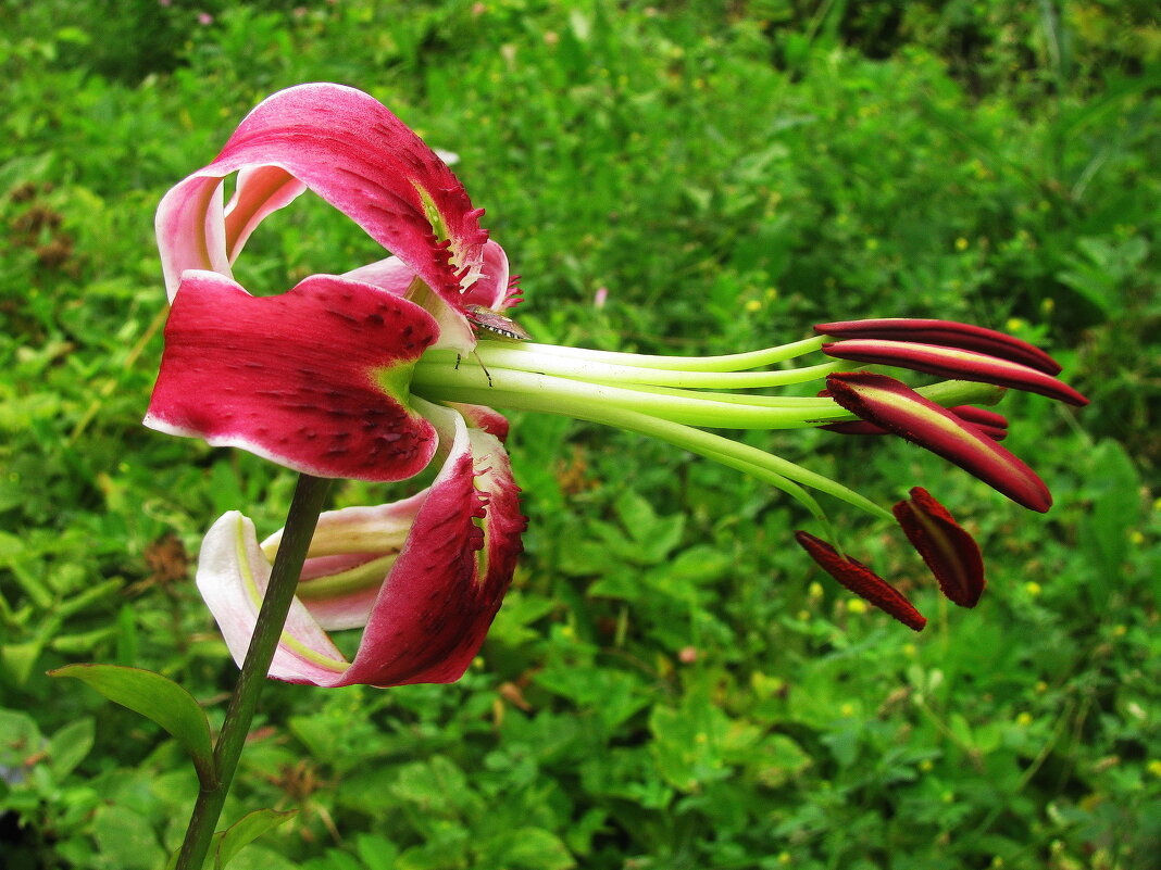 Красотка - Людмила Смородинская