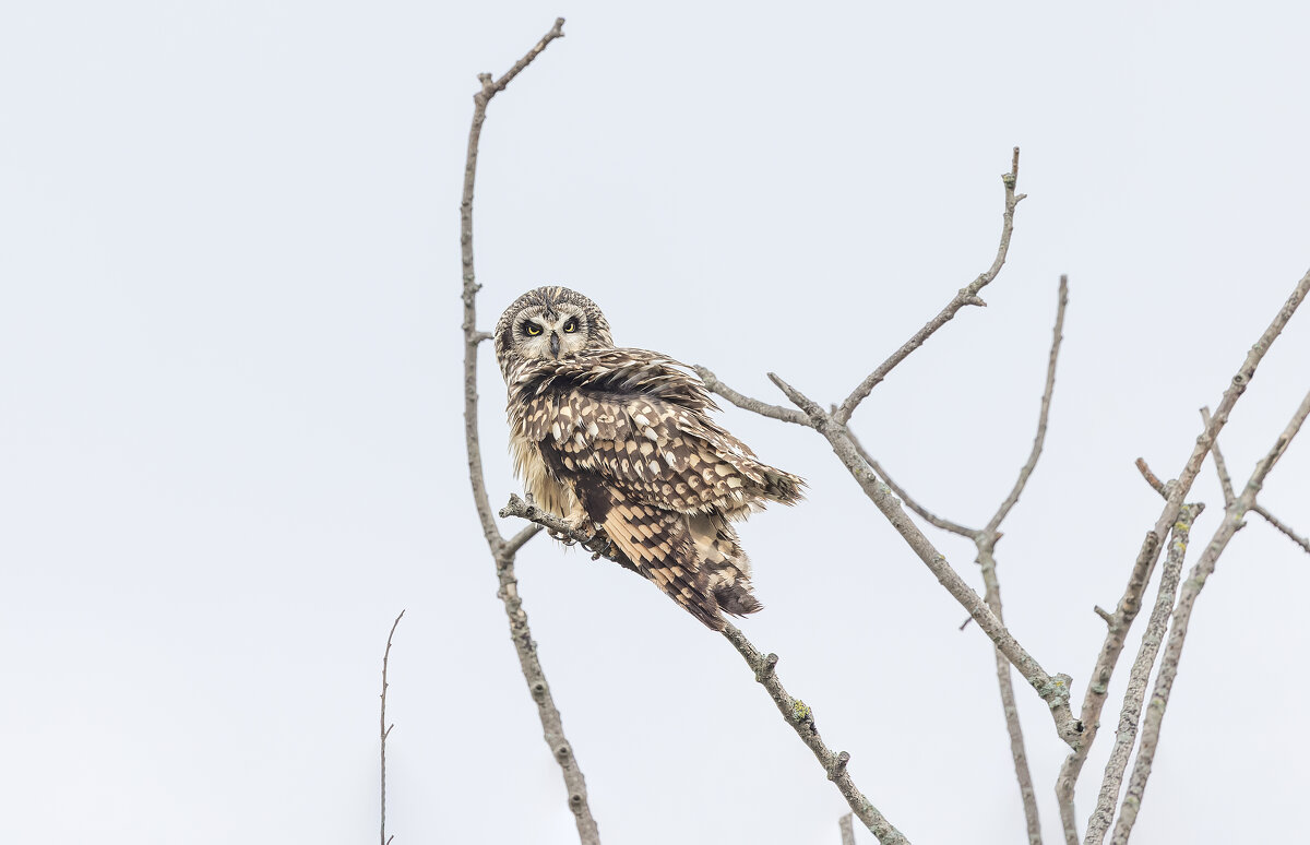 сова болотная. - юрий макаров