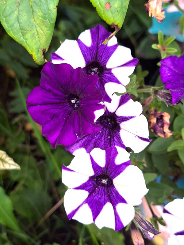 петунии - Наталья петунии - Наталья