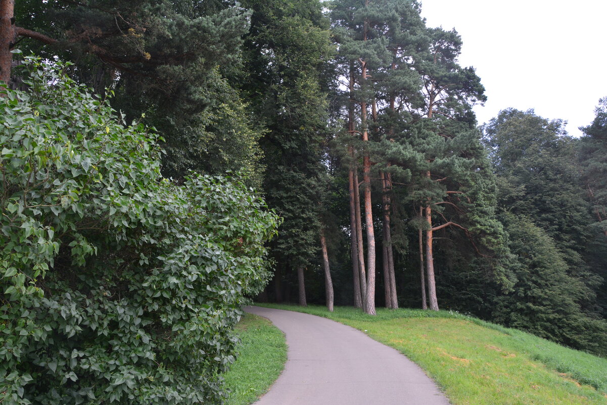 Древесная флора в парке Валуево - Александр Буянов