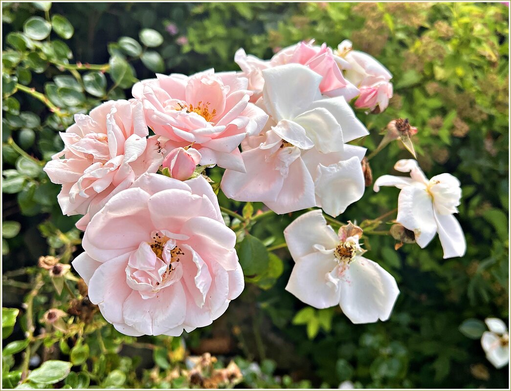 Розы конца июля. - Валерия Комова Розы конца июля. - Валерия Комова