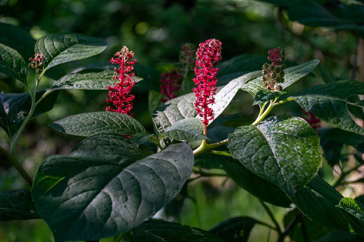 Лаконос американский - Игорь Сикорский Лаконос американский - Игорь Сикорский