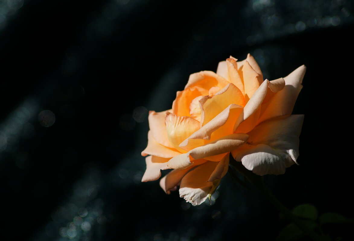 Розы Августа... - Николай Саржанов