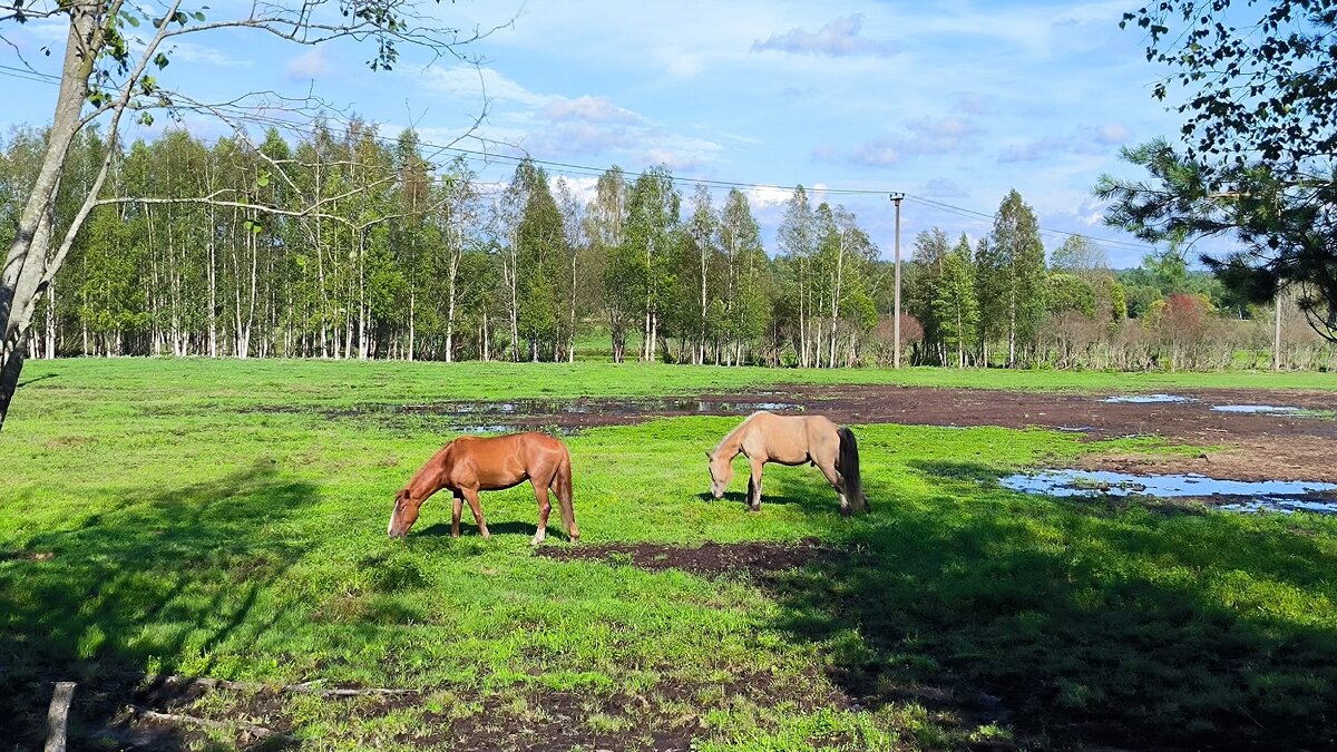 В полях Яви Нави. - Ольга В полях Яви Нави. - Ольга