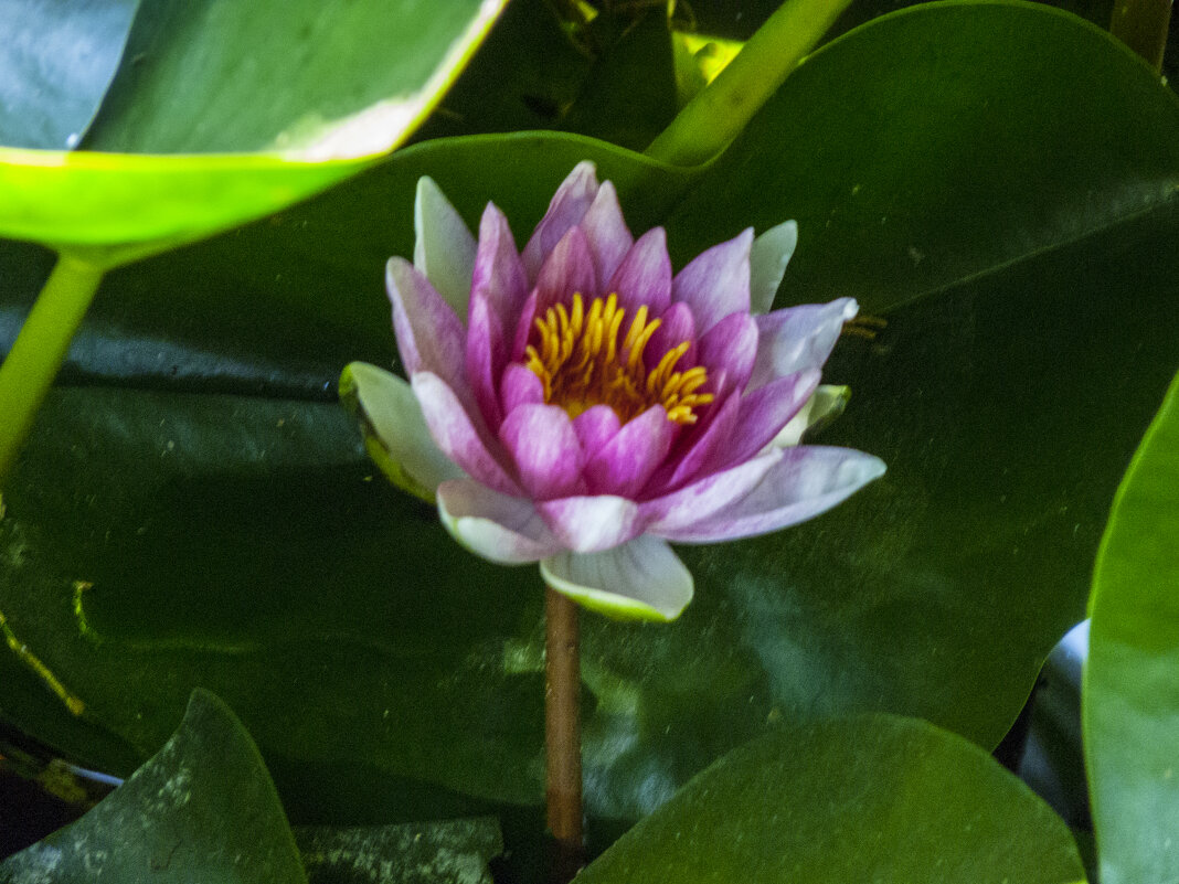 Розовая лилия - Валентин Семчишин Розовая лилия - Валентин Семчишин