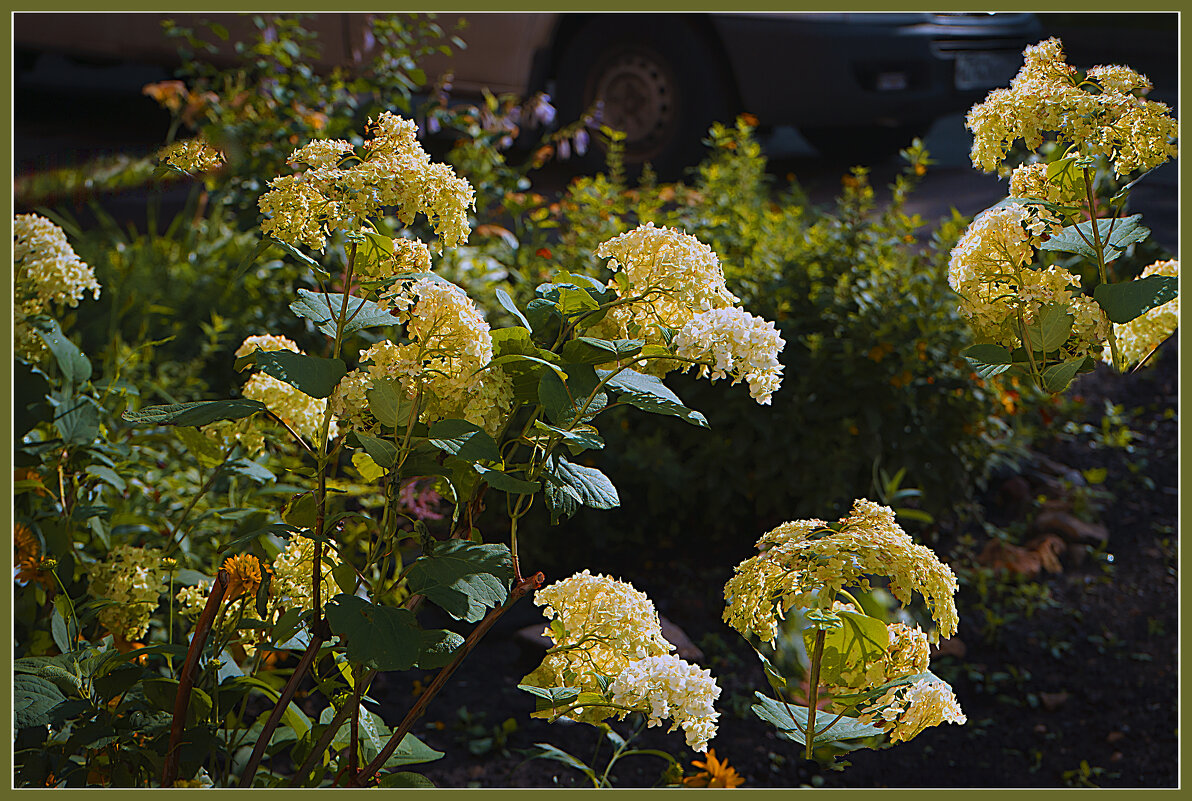 Летняя фантазия - Владимир Кроливец