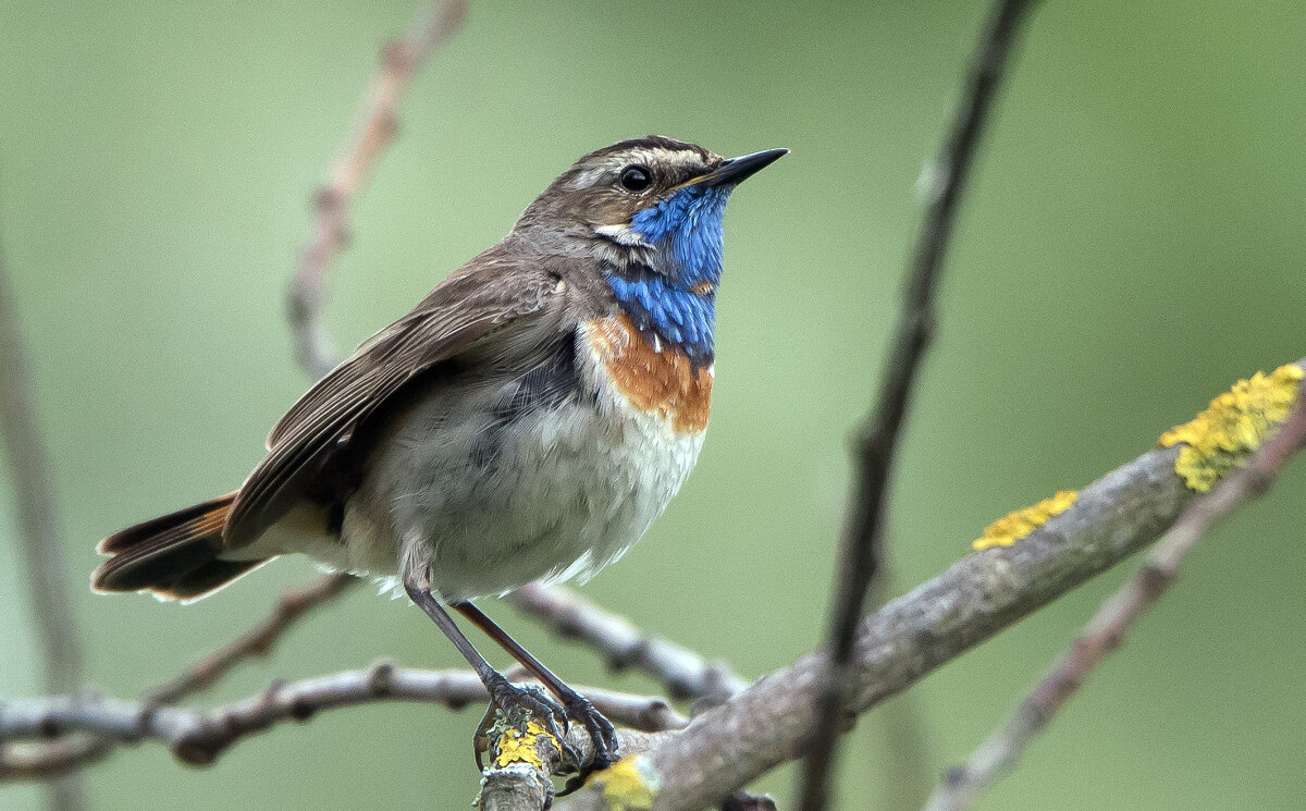 Варакушка. - Владимир Безбородов Варакушка. - Владимир Безбородов