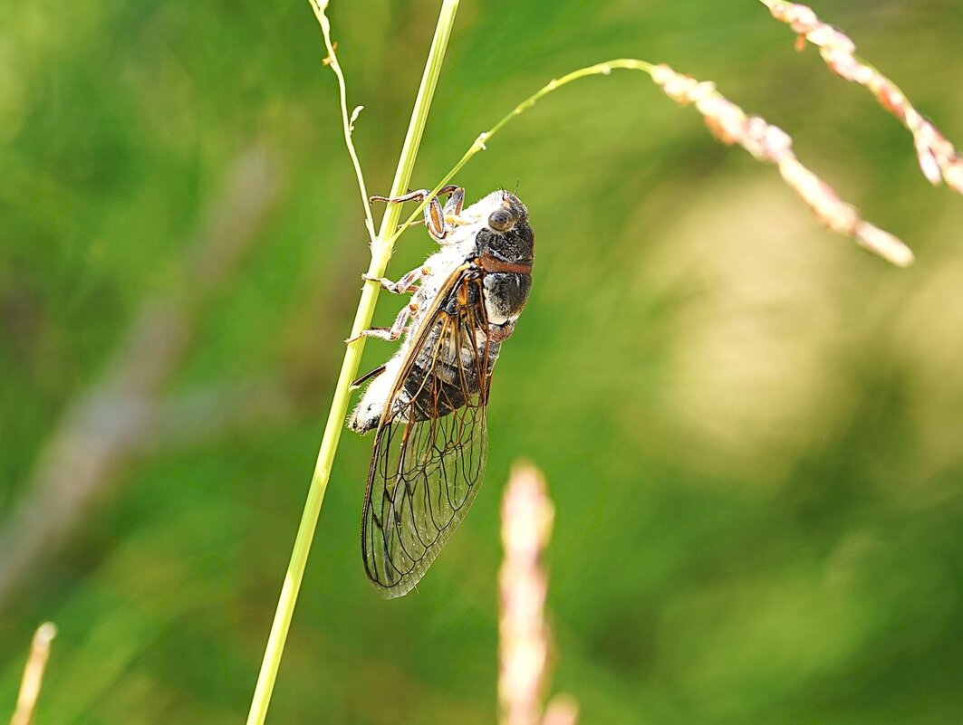 Цикада - Татьяна Тюменка
