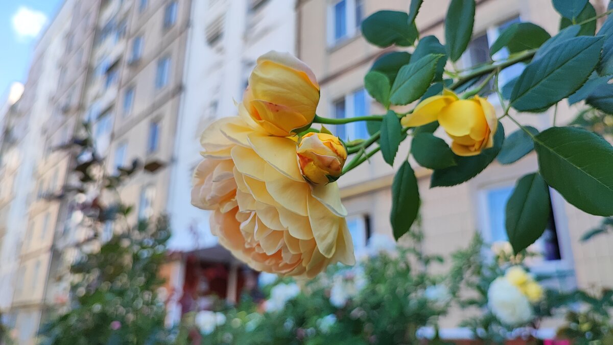 ,,, - Сергей Тимоновский