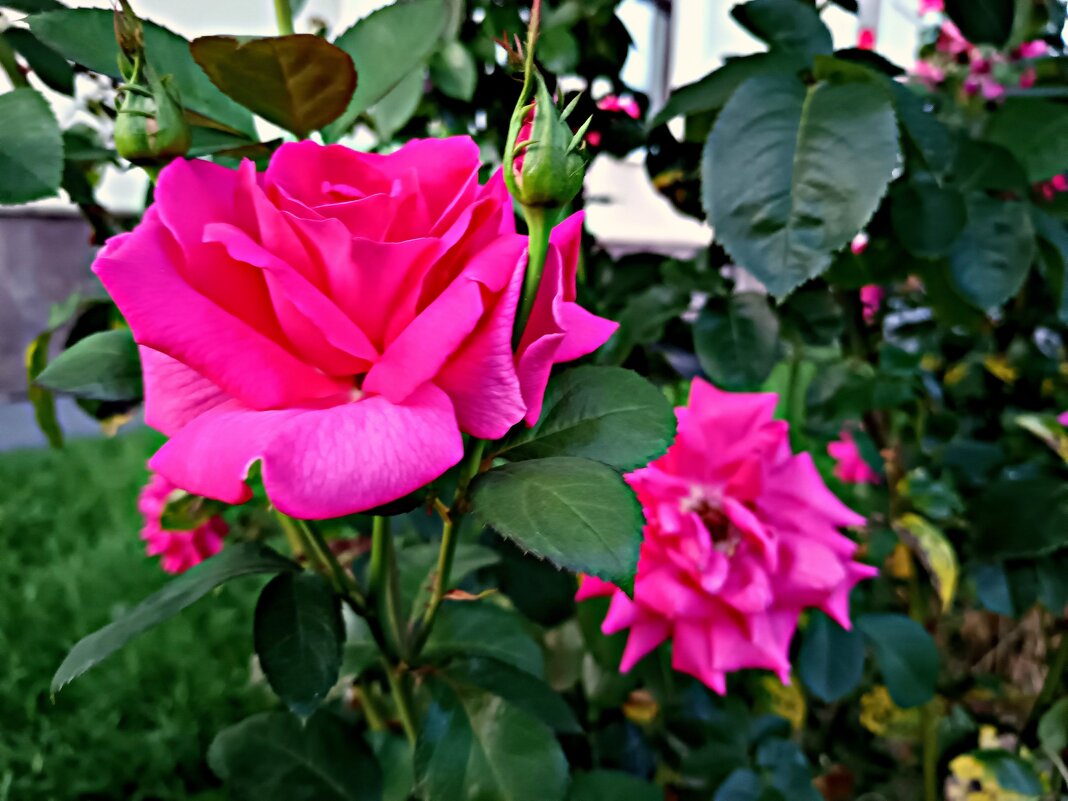 Розы в городской среде - Мария Васильева Розы в городской среде - Мария Васильева