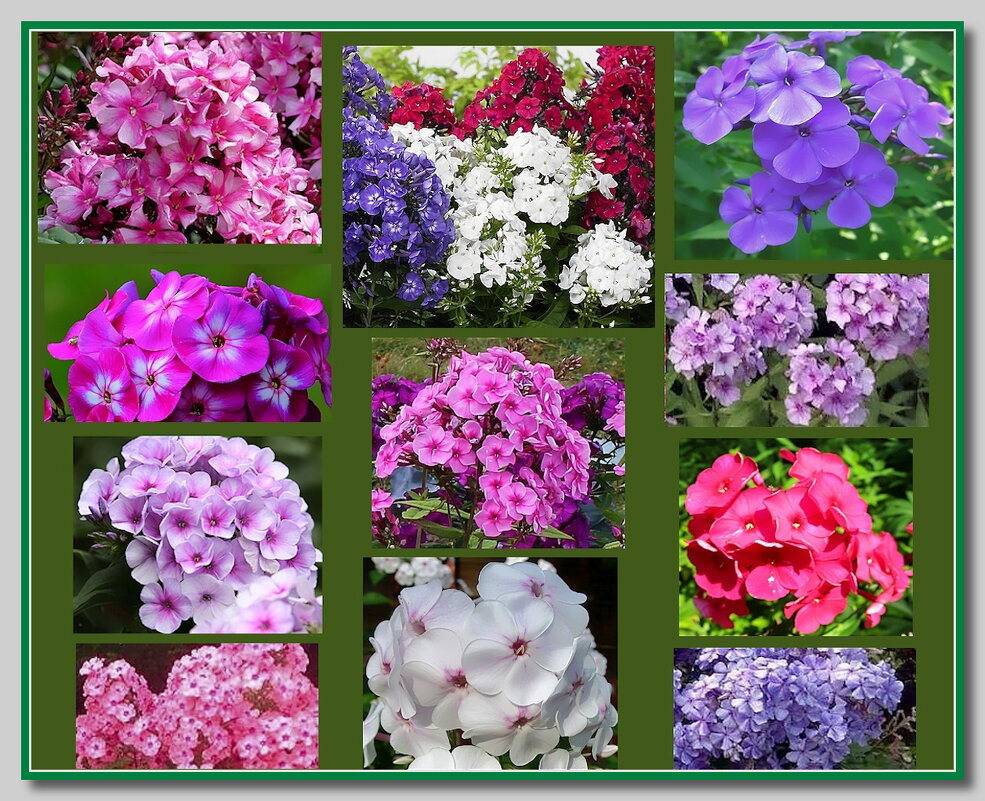 Прелесть флоксов так неповторима... - Ольга Довженко Прелесть флоксов так неповторима... - Ольга Довженко