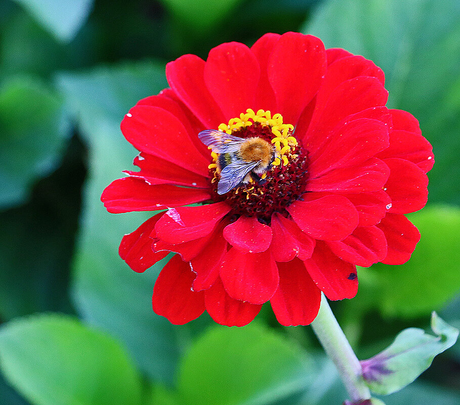 *** - Светлана 