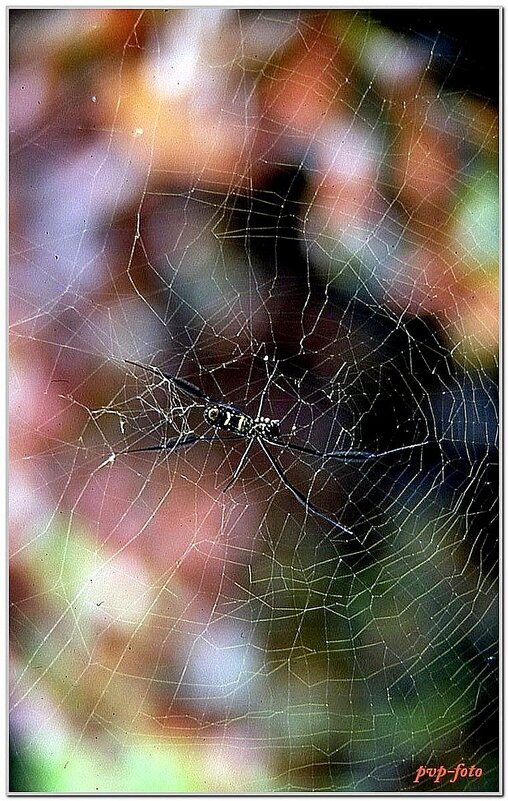 Паутинка - Владимир Попов