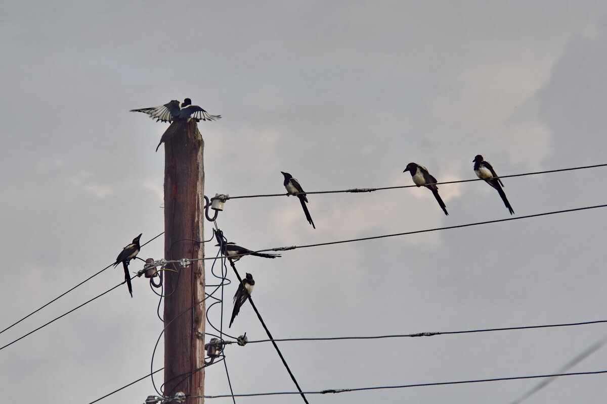 Прилетаю, это, я на Таити - Роман Пацкевич