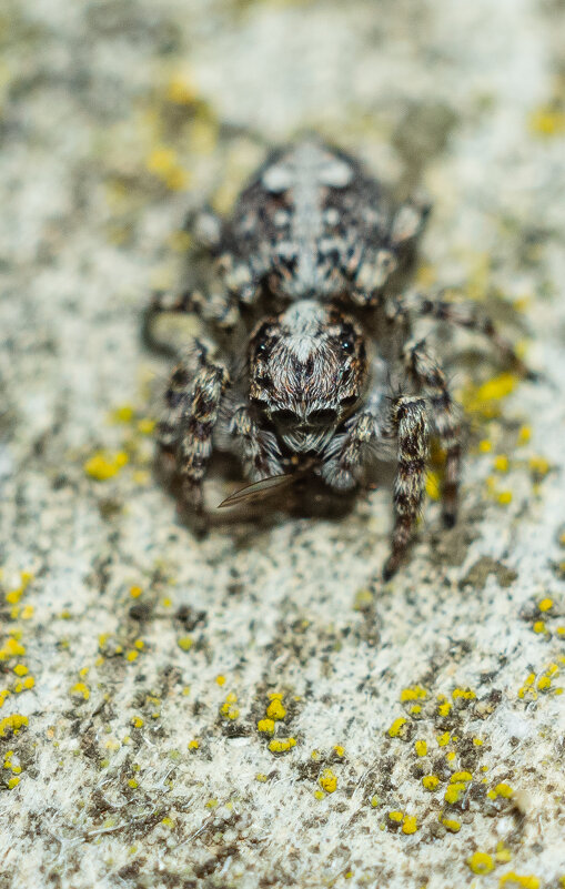 Jumping Spider | 10 - Sergey Sonvar Jumping Spider | 10 - Sergey Sonvar