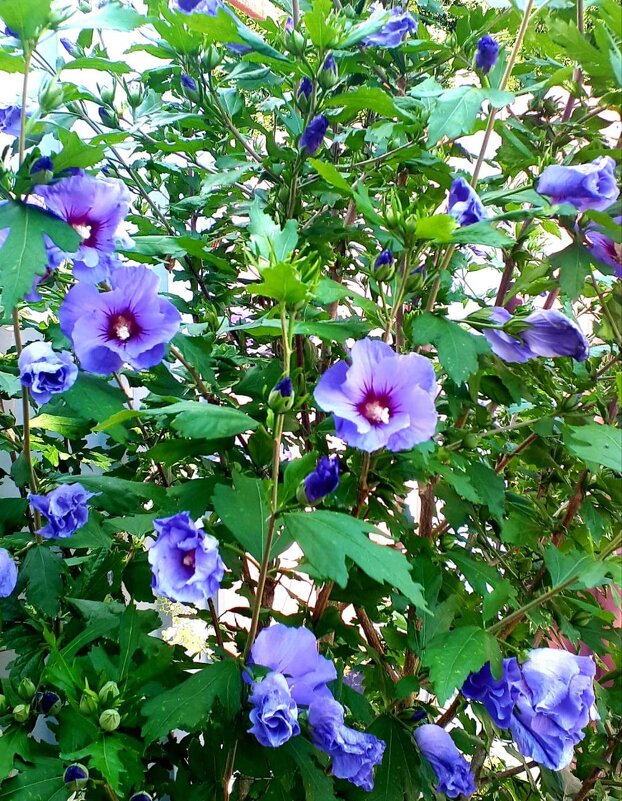 Летняя красота! - Нина Акарцева 