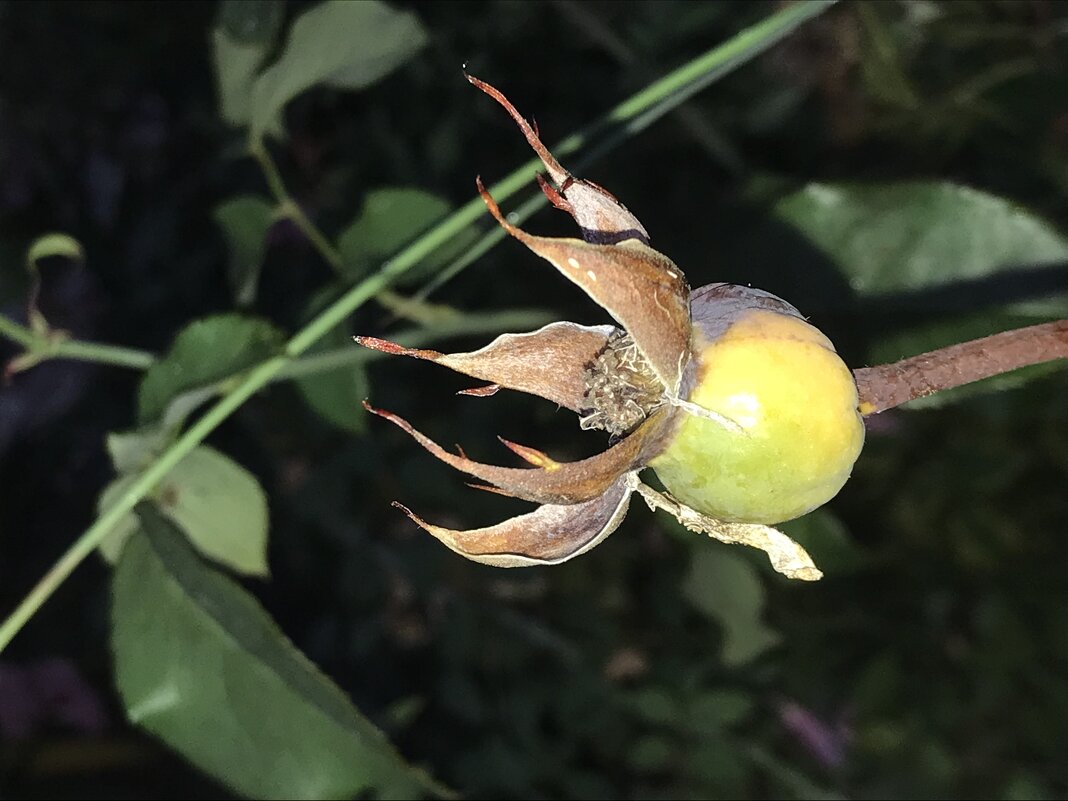 Коронка - Pippa 