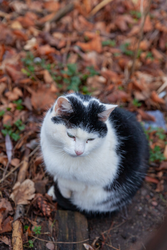 тихоня - Denis Doroshenko